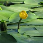 Flowering Water lily yellow on the river Dnieper. Nuphar Luteum
